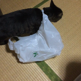 キキちゃんの画像