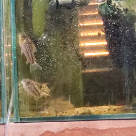軟水入れての画像