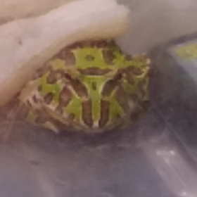 12/10のピョン子。の画像