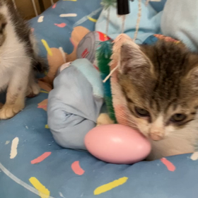 みけちゃんママから頂いた幸せの画像