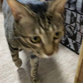 おはよう！猫の通り道！の画像