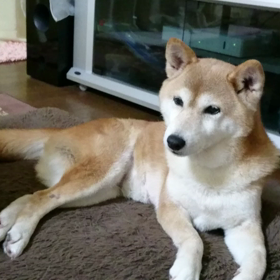 里帰りちゅーの画像