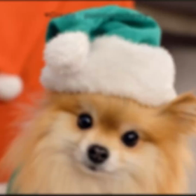 Shima散歩TOKYO愛おしき世界のワンちゃんセレクションの画像