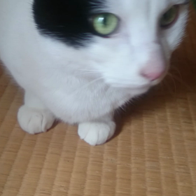 本日のねこの画像