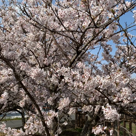 リトモス５９  ２回目 ＆ バイラバイラその後の画像