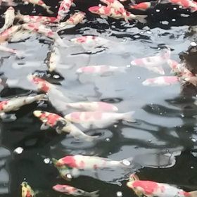 ブタの仔の画像