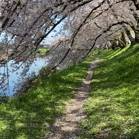 今年のお花見は…の画像