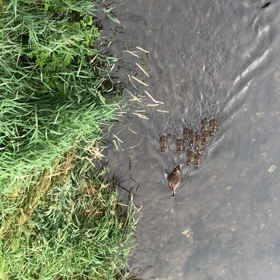 通勤途中に鴨親子発見の画像