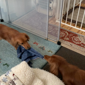 綱引きとあさんぽの画像