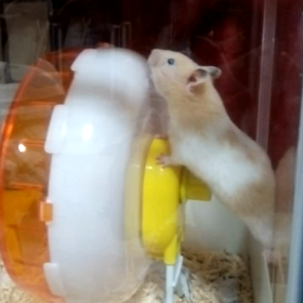 脱走思案中。の画像