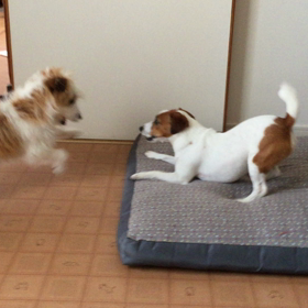 今日のココのんの画像