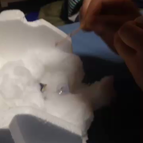 2.トリピッピがおうちにやってきた！の画像