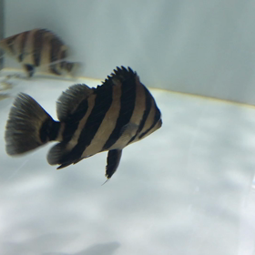またまたダトニオリアルバンド入荷！！の画像