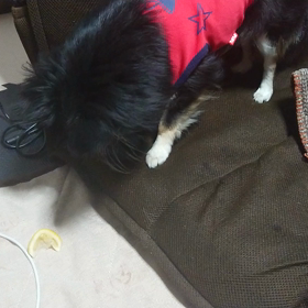 その後のクーの画像