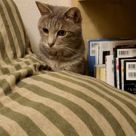 紐好きわにゃたんの画像