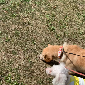 11月9日13わんこと2時間遠足　代々木公園表参道の画像