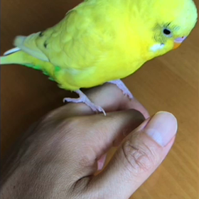 4才インコの画像