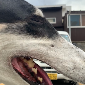 ボルゾイ　ディープ日記の画像