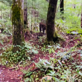 上高地へ⑤ ２日目　動画　朝の散策の画像