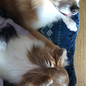 わが家のわんこの画像