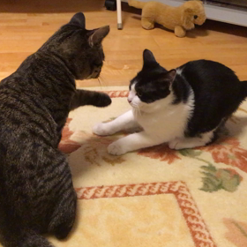 闘魂♡よもチコ道場の画像