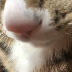 昼寝の腕に。の画像