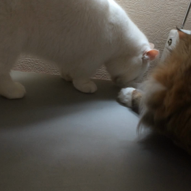 久しぶりの猫動画の画像