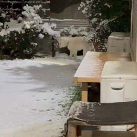 雪が積もったワン！⛄️の画像