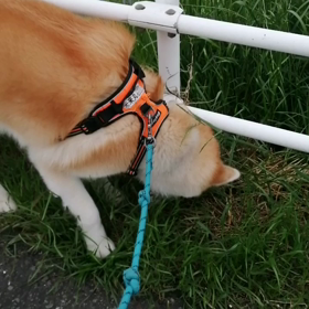 ゴールデンウィーク初日の朝‼️未来丸はたっぷり休憩取りながらの朝散歩❗午後からは☔模様、☔無の画像