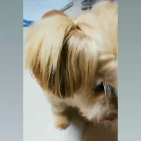 お・ね・が・いの画像