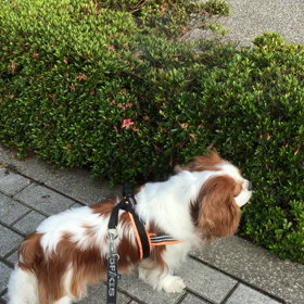 サワサワ  紐の画像