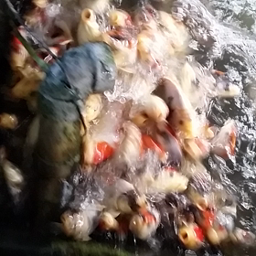 にゃお昭和の画像