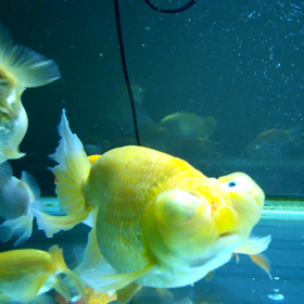 大型頂天眼を水槽に放ちました。の画像