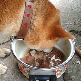 はなちゃんのお食事　7月6日の画像