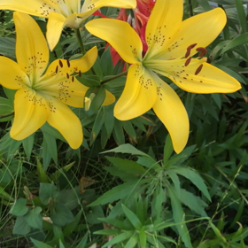 きのうの花／動画の画像