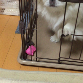 ペキニーズこうめの画像