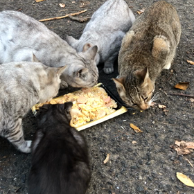 猫たちは食欲旺盛の画像