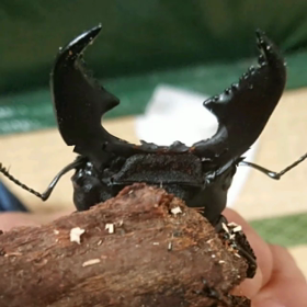 明けましておめでとうございますの画像