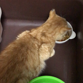 猫伝染性腹膜炎ドライタイプ(チリコさん)の画像