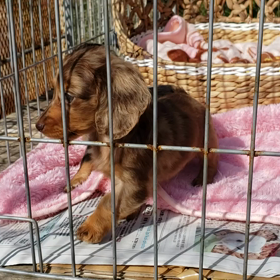 ダップル&ダップルの画像