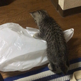 目覚ましの画像