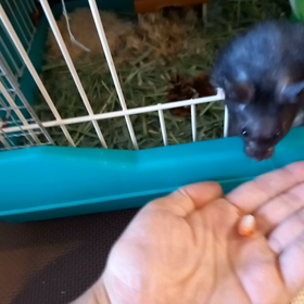 助けて～(ペット）ヾ(o´∀｀o)ﾉの画像