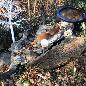 久々のリスちゃん観察の画像