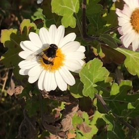 蜂でしょの画像