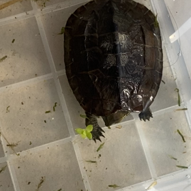 朝からメダ活？カメ活の画像