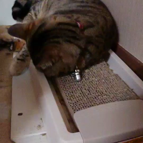 ウノちゃんと爪研ぎの画像