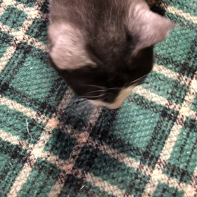 可愛い子たちの画像