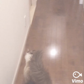 散歩前の2人の画像