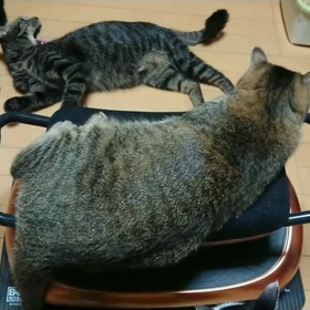 猫もダイエット？の画像