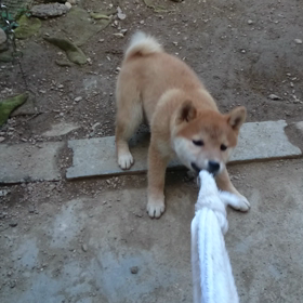 ミルクのタオル遊びの画像